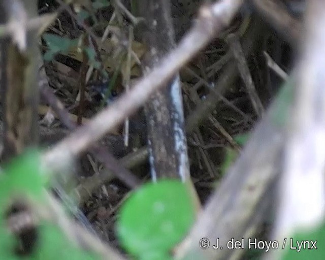 White-breasted Tapaculo - ML201276351