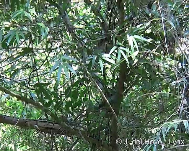 Rufous-capped Spinetail - ML201276361