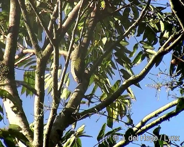 White-spotted Woodpecker - ML201276371