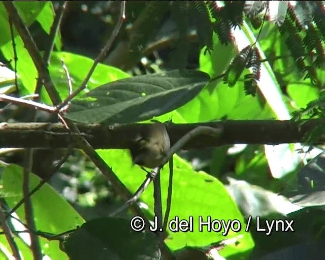 Little Spiderhunter - ML201276381