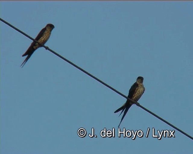 Eastern Red-rumped Swallow (Striated) - ML201276401