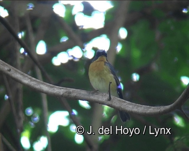 Hill Blue Flycatcher - ML201276411