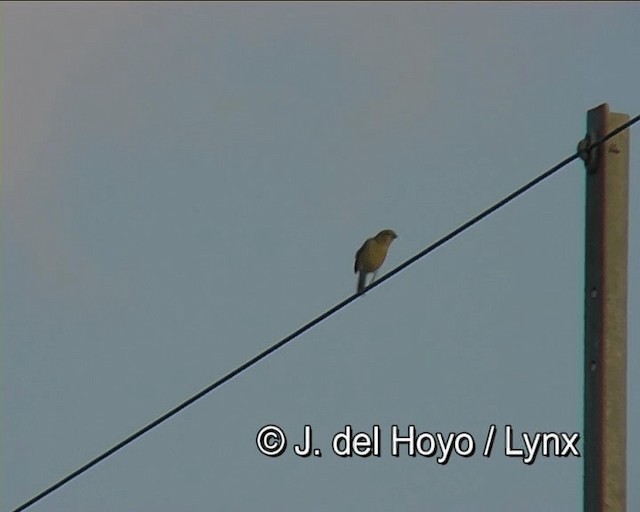 Plain-backed Sparrow - ML201276431