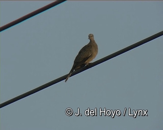 珠頸斑鳩(chinensis/tigrina) - ML201276441