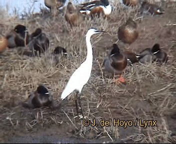 volavka stříbřitá (ssp. garzetta) - ML201276451