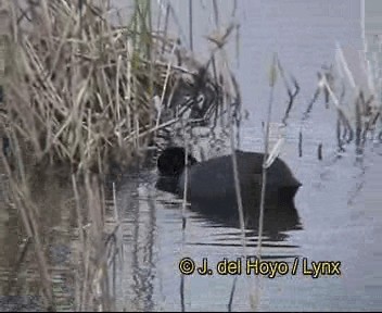 lyska černá - ML201276461