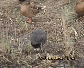 lyska černá - ML201276471