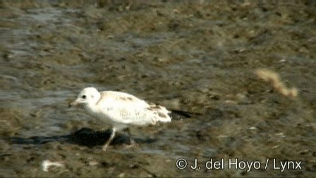 Mouette rieuse - ML201276591
