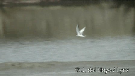 Common Tern (hirundo/tibetana) - ML201276651
