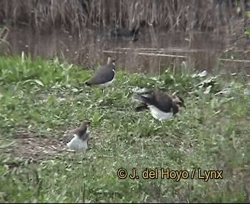 čejka chocholatá - ML201276671