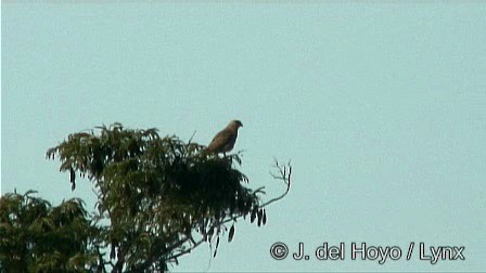 Buse à gros bec (groupe magnirostris) - ML201276691