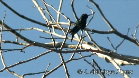 kolibřík Canivetův (ssp. canivetii) - ML201276711