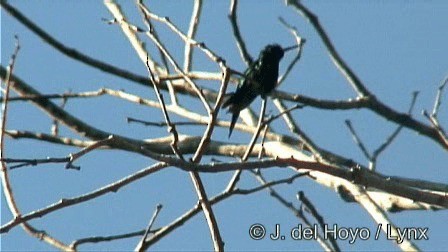 Canivet's Emerald (Canivet's) - ML201276711