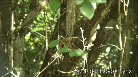 kolibřík Canivetův (ssp. canivetii) - ML201276721