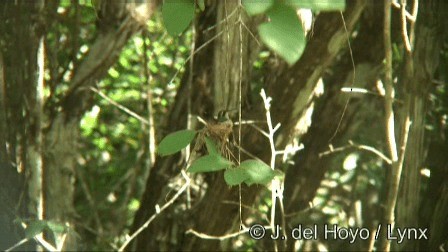 Canivet's Emerald (Canivet's) - ML201276721