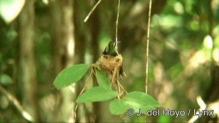 kolibřík Canivetův (ssp. canivetii) - ML201276731