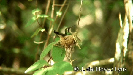 kolibřík Canivetův (ssp. canivetii) - ML201276741