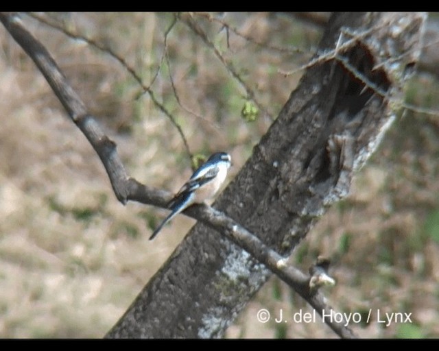 Pie-grièche masquée - ML201276881