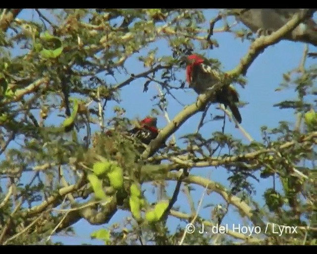 Black-billed Barbet - ML201276891