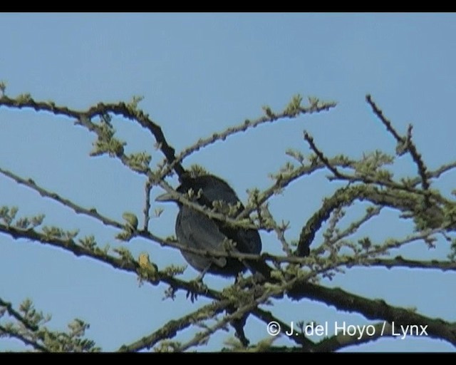 Northern Black-Flycatcher - ML201276901