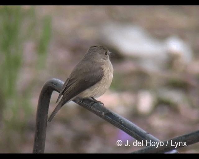 Papamoscas Sombrío - ML201276931