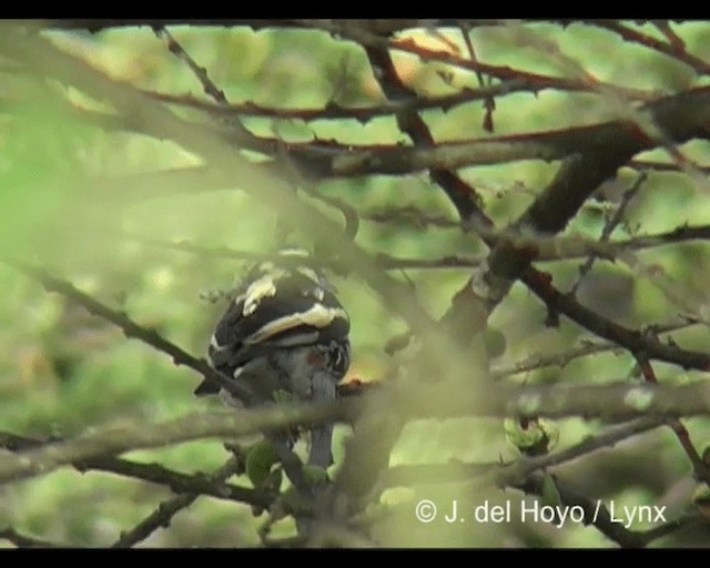 ťuhýkovec africký - ML201276951