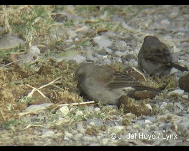 Swainson's Sparrow - ML201276981