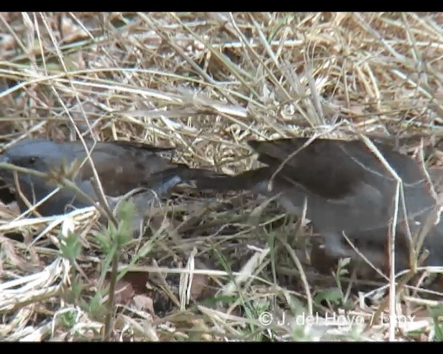 Swainson's Sparrow - ML201276991