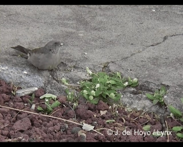 Swainson's Sparrow - ML201277001