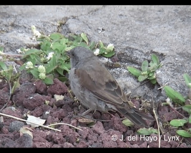 Swainson's Sparrow - ML201277011