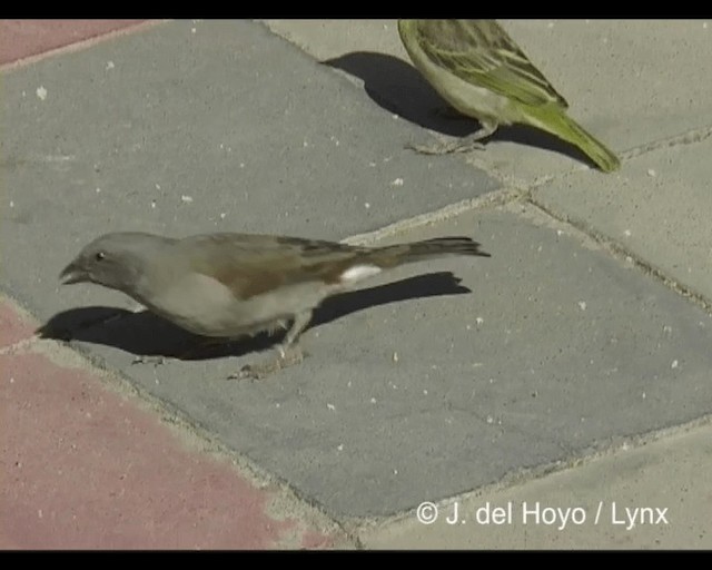 Swainson's Sparrow - ML201277021