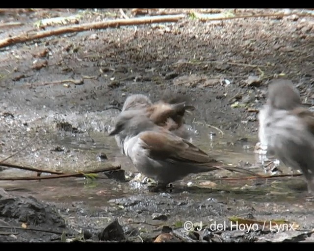 Swainson's Sparrow - ML201277031