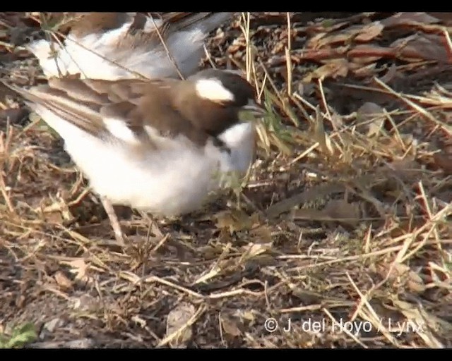 Mahali à sourcils blancs (melanorhynchus) - ML201277081