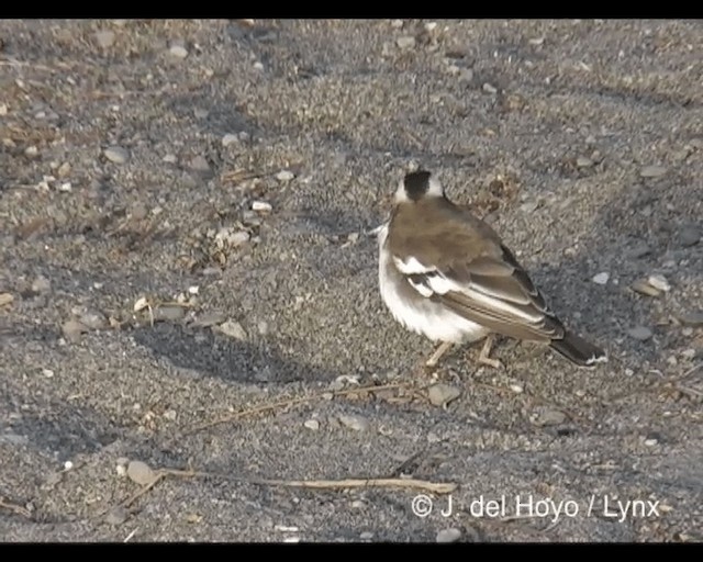 Mahali à sourcils blancs (melanorhynchus) - ML201277091