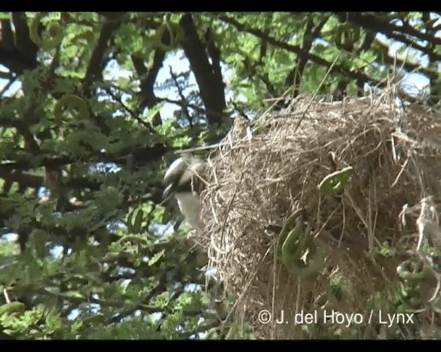 Ak Kaşlı Dokumacı (melanorhynchus) - ML201277101