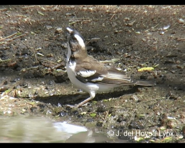 Mahali à sourcils blancs (melanorhynchus) - ML201277111