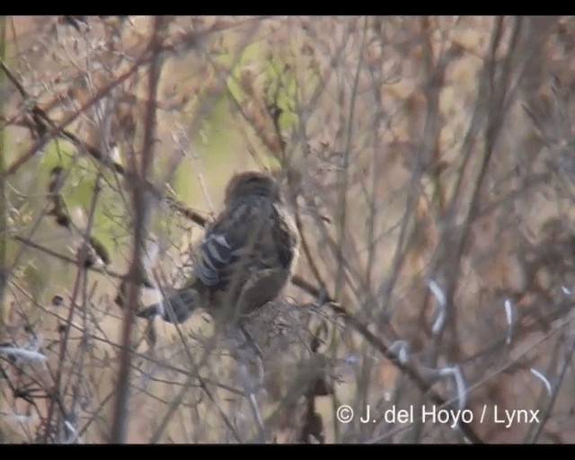 African Citril - ML201277121