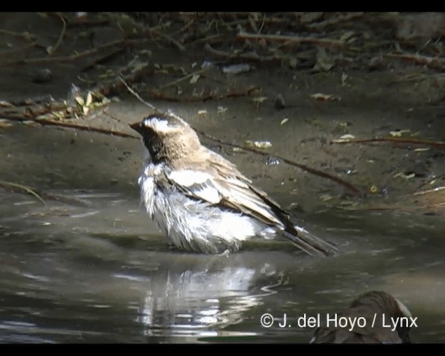 Tejedor Gorrión Cejiblanco (melanorhynchus) - ML201277131