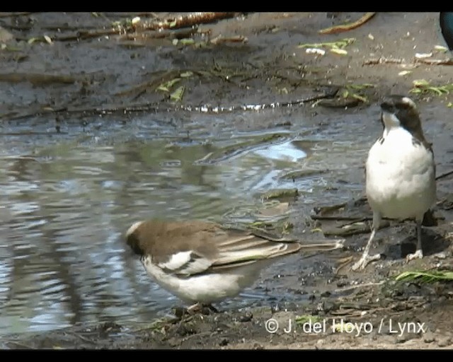 Mahali à sourcils blancs (melanorhynchus) - ML201277211