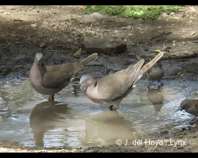 hrdlička africká - ML201277241