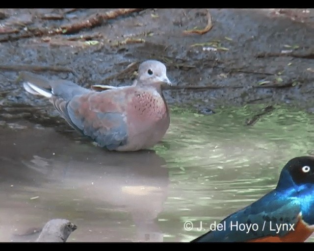 Laughing Dove - ML201277261