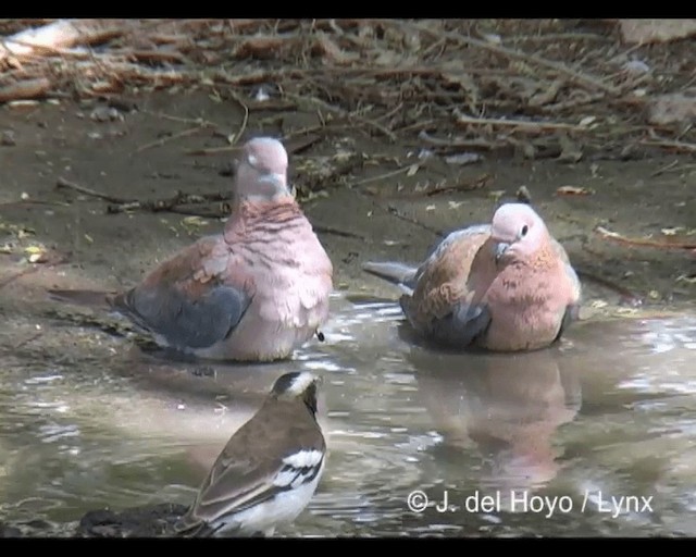 Laughing Dove - ML201277271