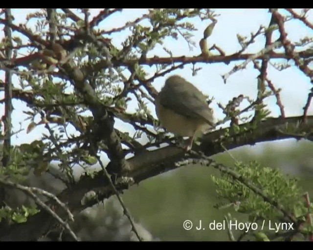 Red-faced Crombec - ML201277311