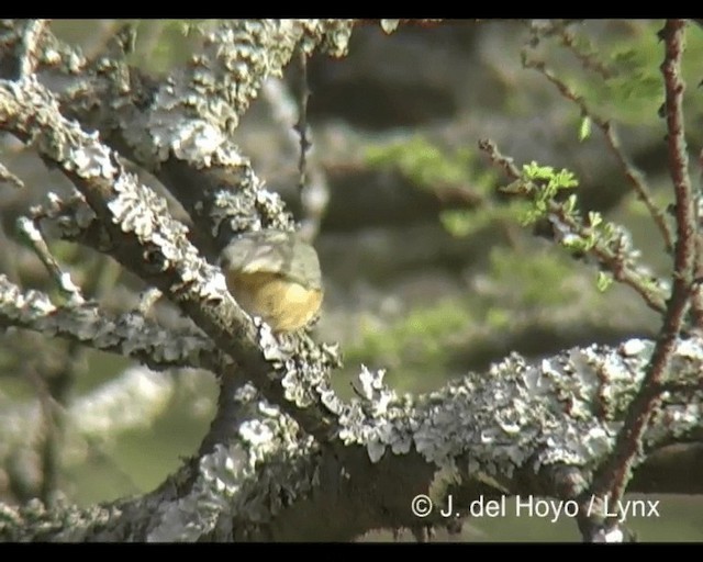 Red-faced Crombec - ML201277321