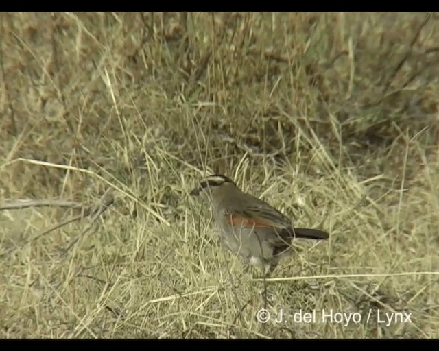 čagra černotemenný [skupina senegalus] - ML201277331