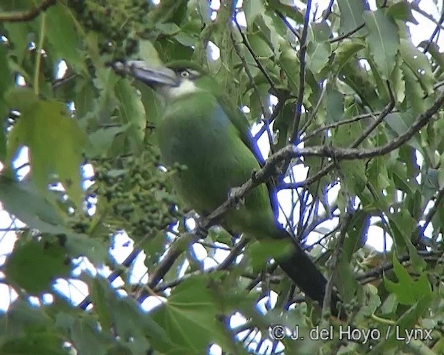 Blue-banded Toucanet - ML201277371