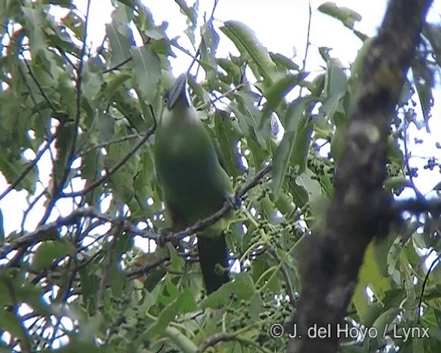 Blue-banded Toucanet - ML201277381