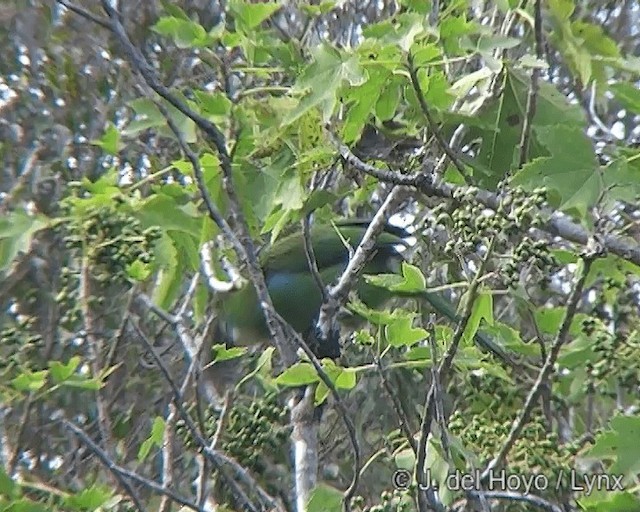 Tucanete Pechiazul - ML201277391