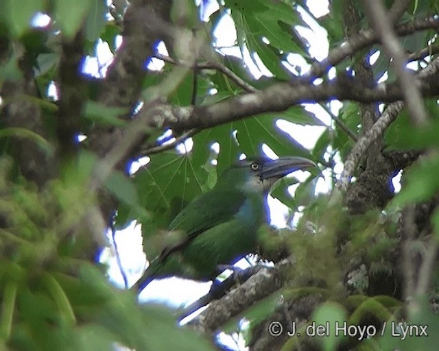 Tucanete Pechiazul - ML201277401