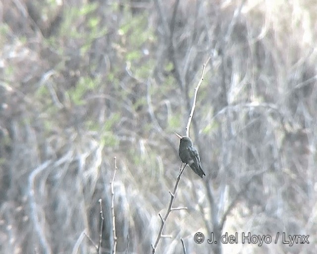 Glittering-bellied Emerald - ML201277411